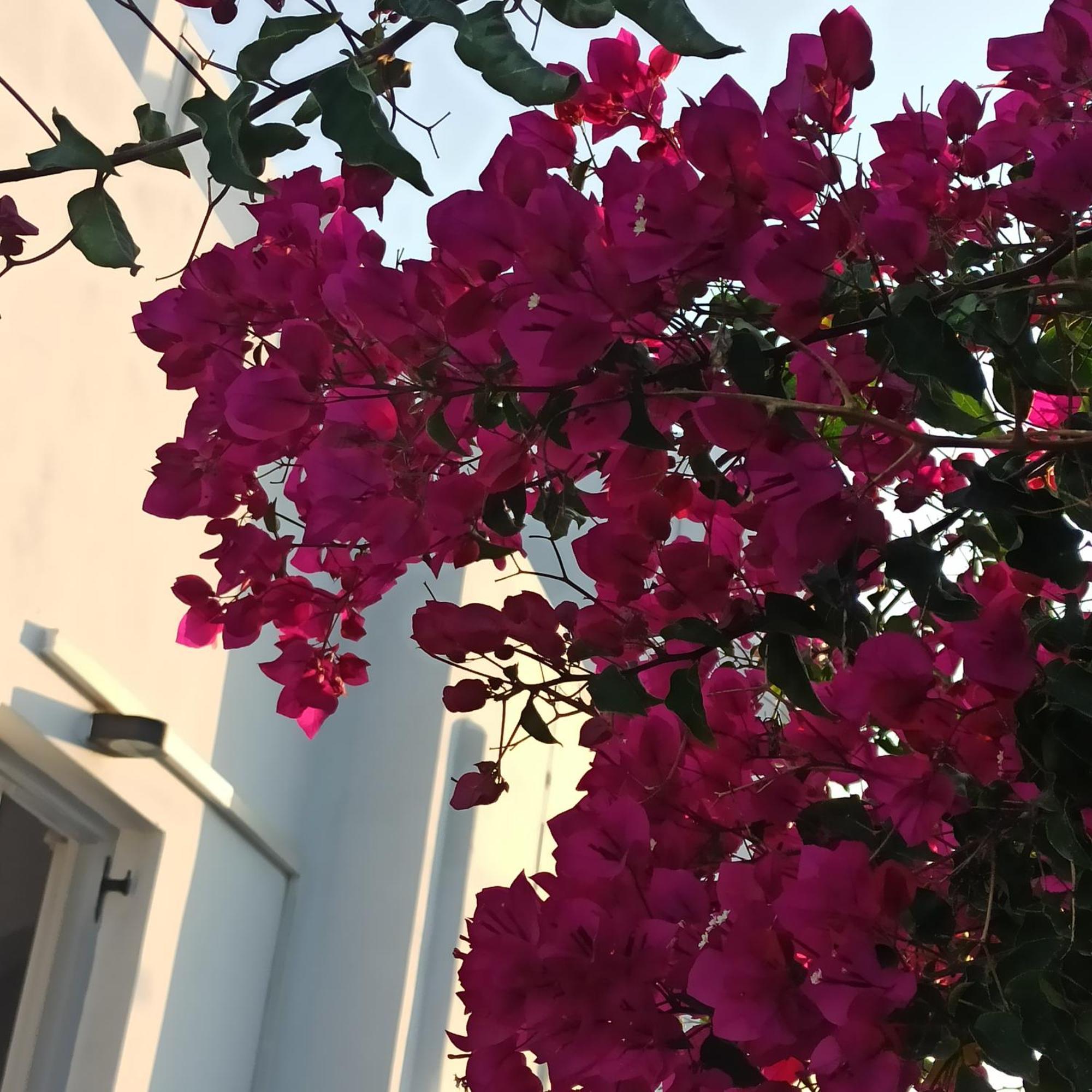 Isalos Paros Науса Екстер'єр фото